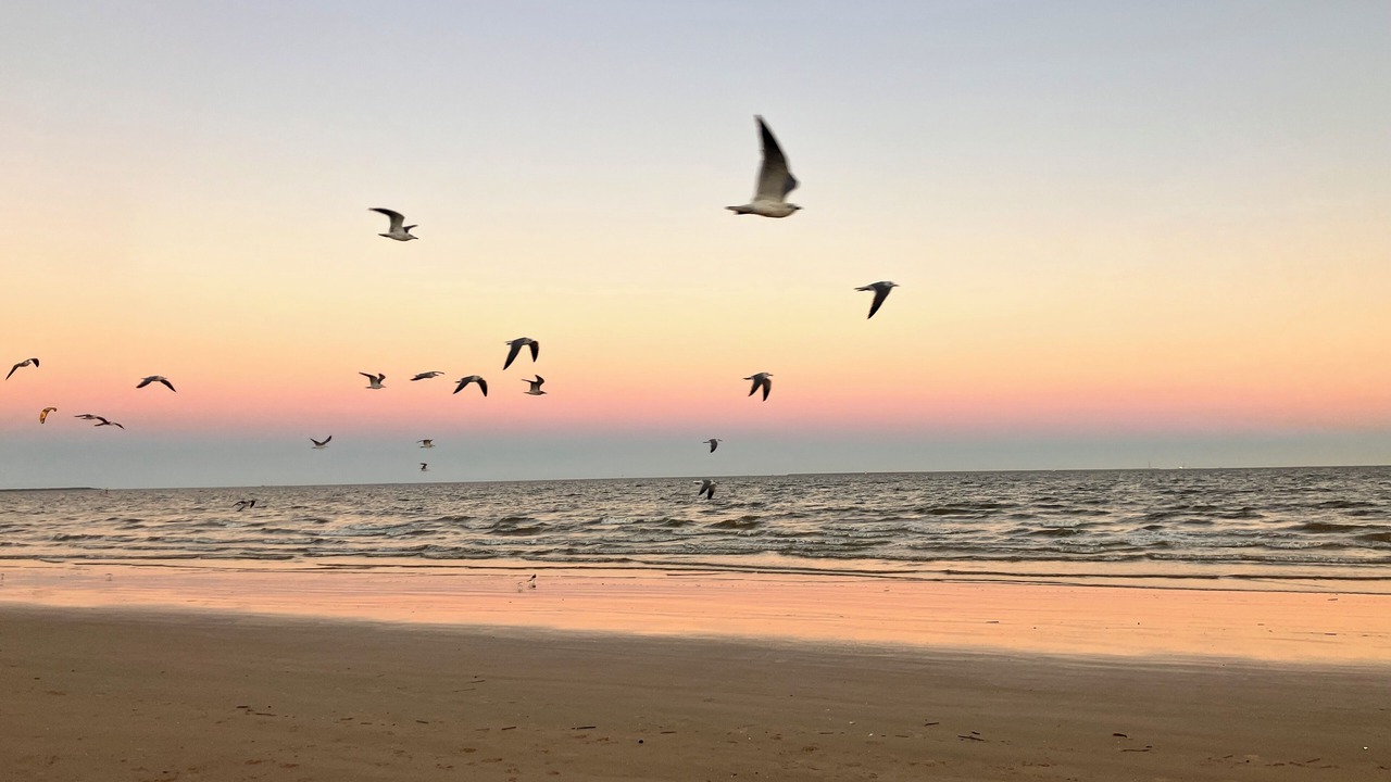 Photo of Others in Jamaica Beach