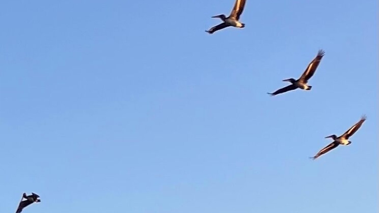 Photo of Others in Jamaica Beach