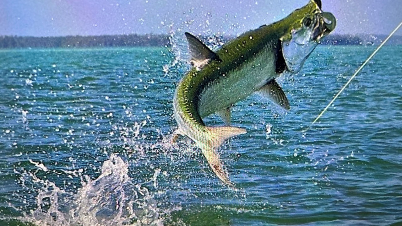 Photo of Others in Summerland Key