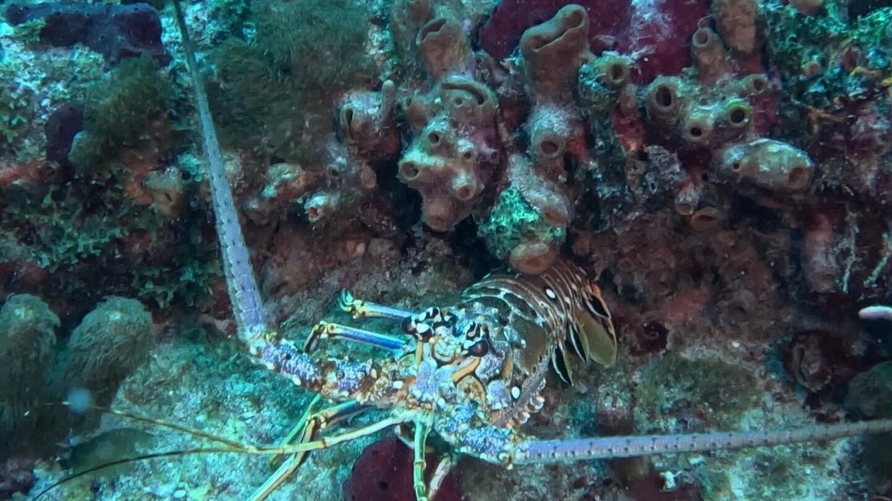 Photo of Others in Summerland Key