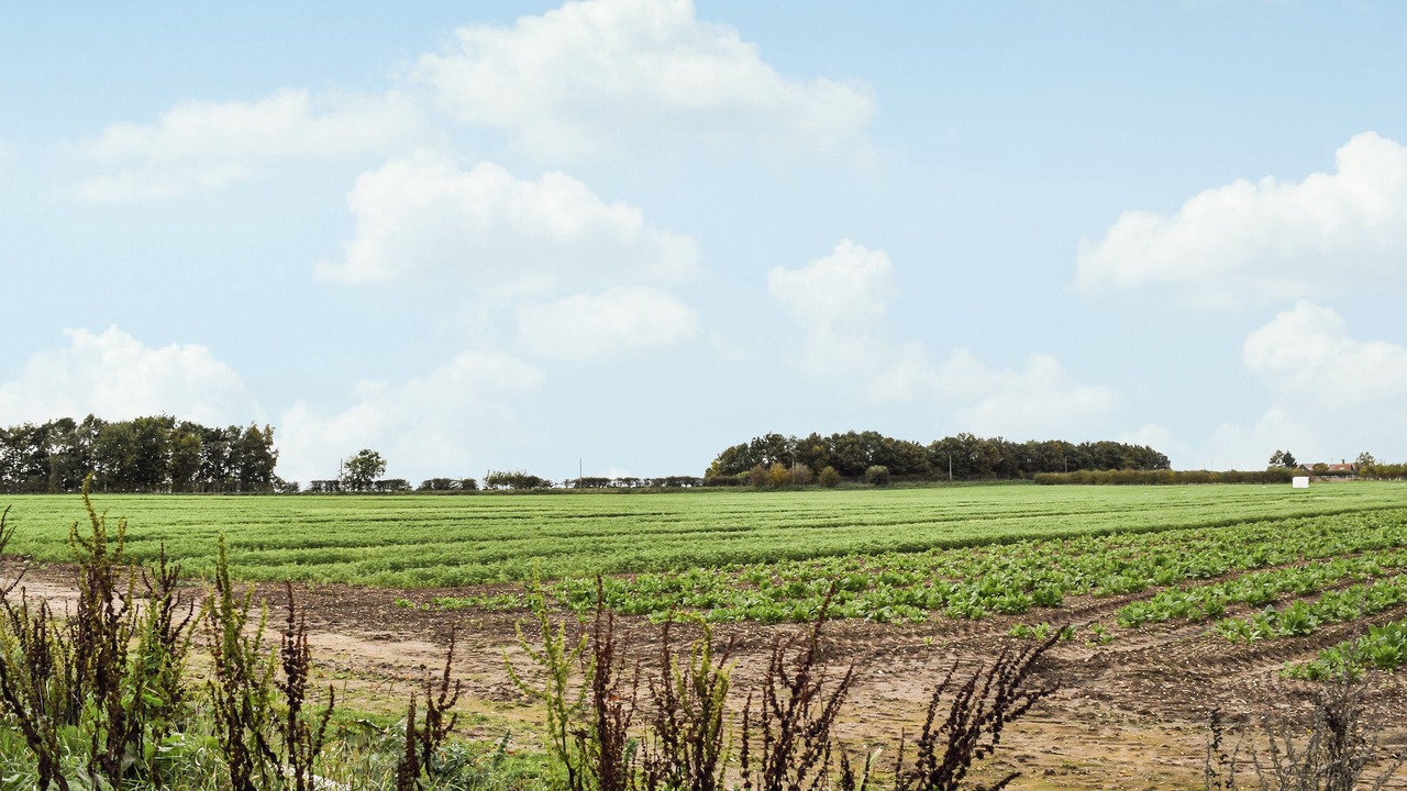 Photo of Others in Biggleswade