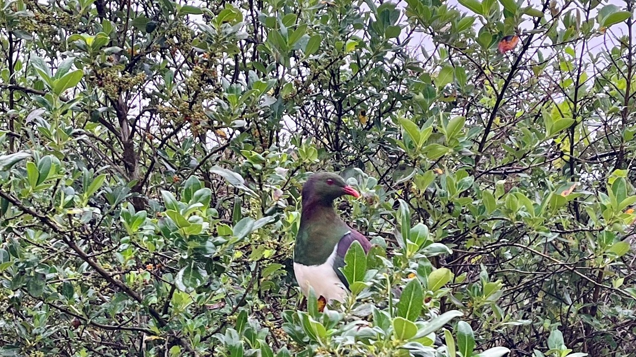 Photo of Others in Piha