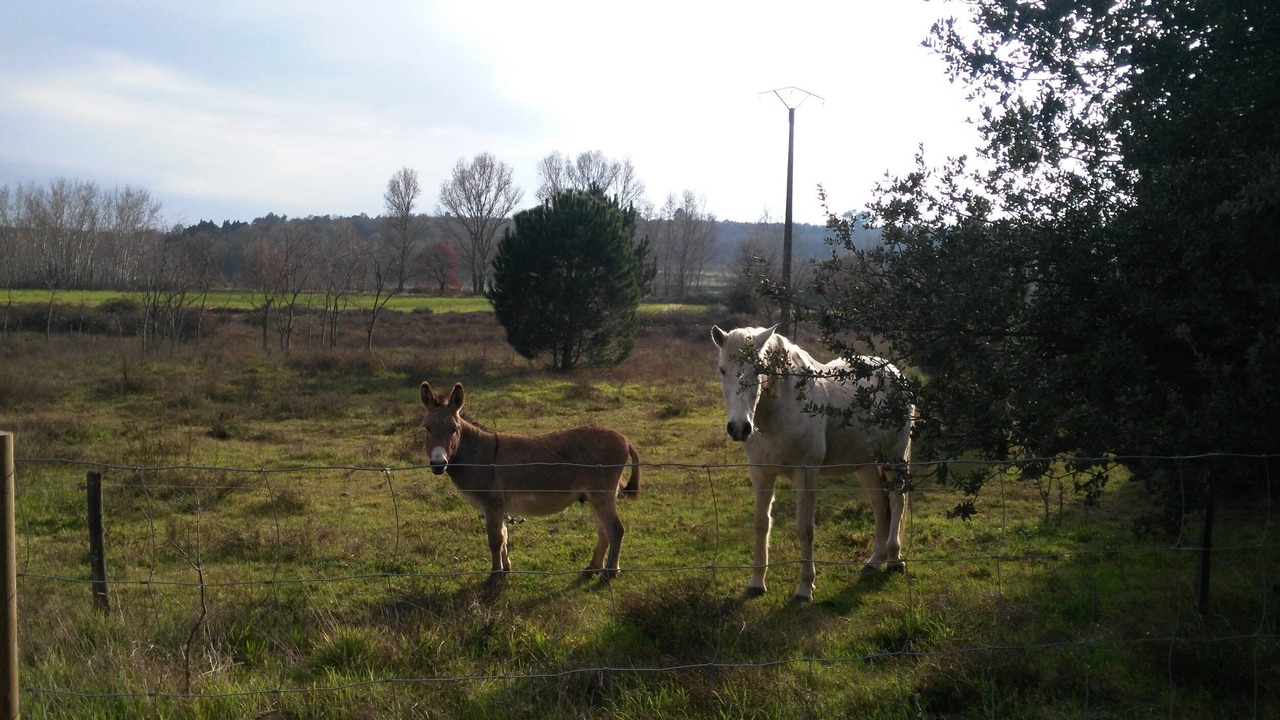 Photo of Others in La Capelle-et-Masmolene