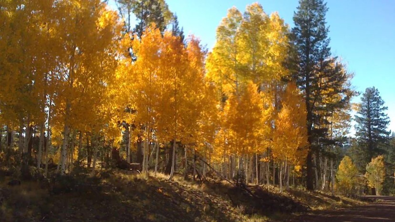 Photo of Outdoor in Springerville