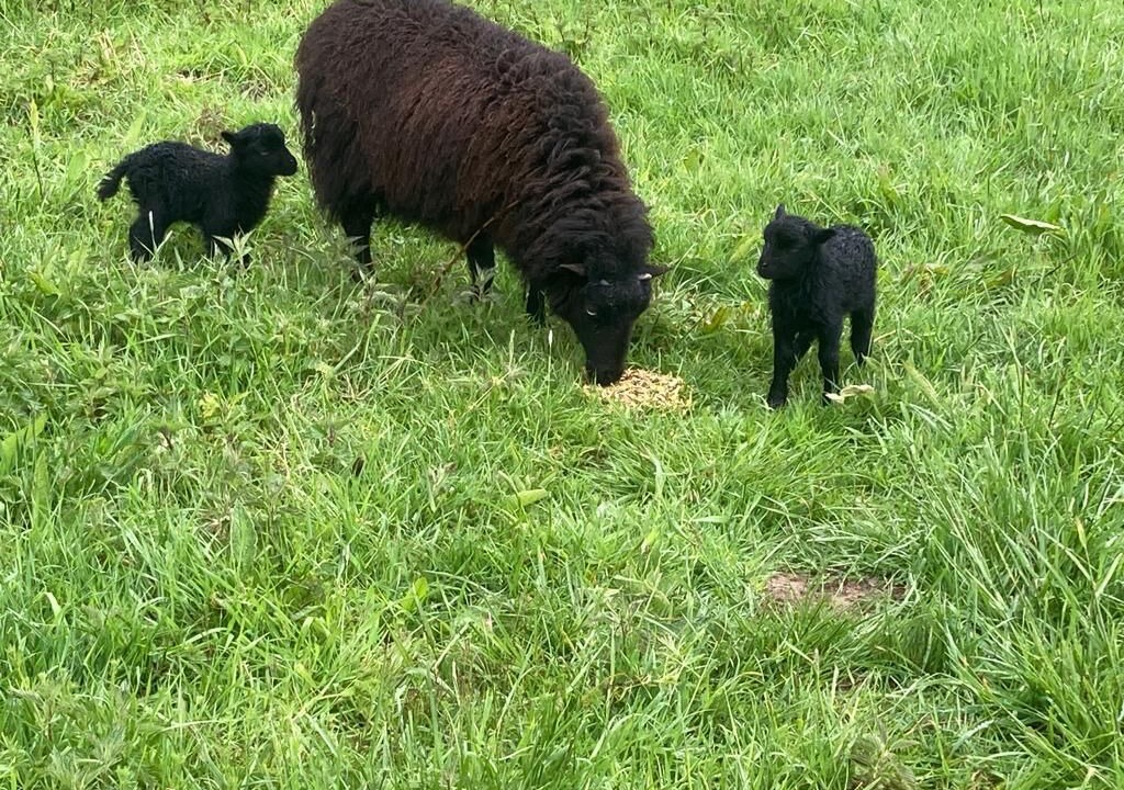 Photo of Others in Chaudon