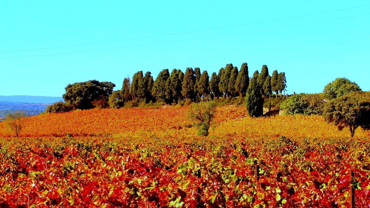 Photo of Others in Ferrals-les-Corbieres