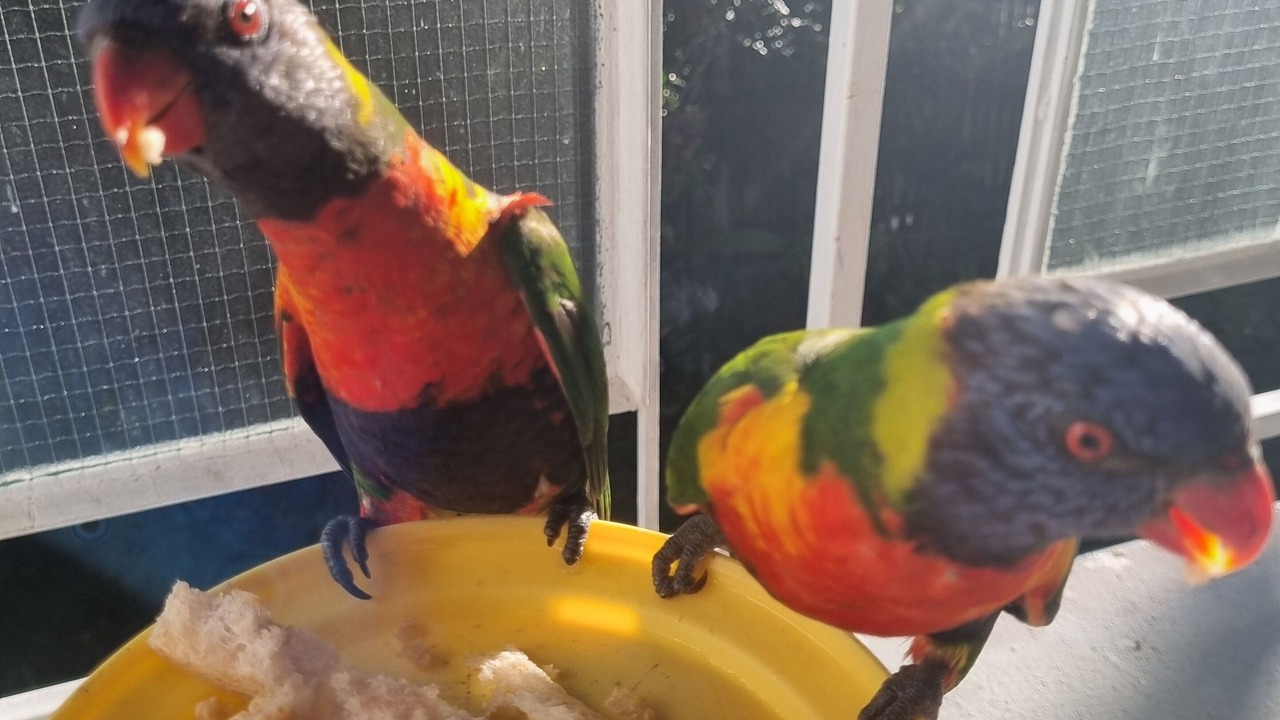 Photo of Others in Bongaree