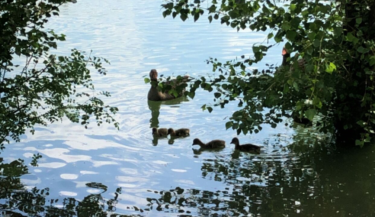 Photo of Others in Caussade