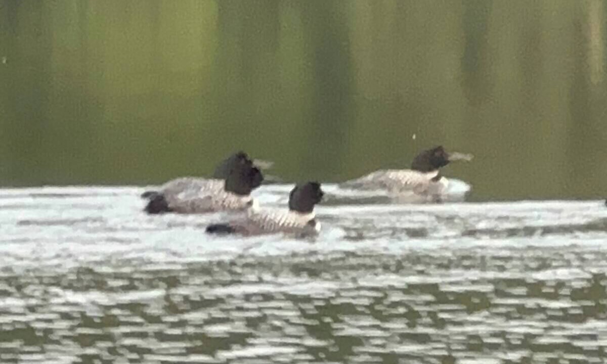 Photo of Others in Mount Vernon