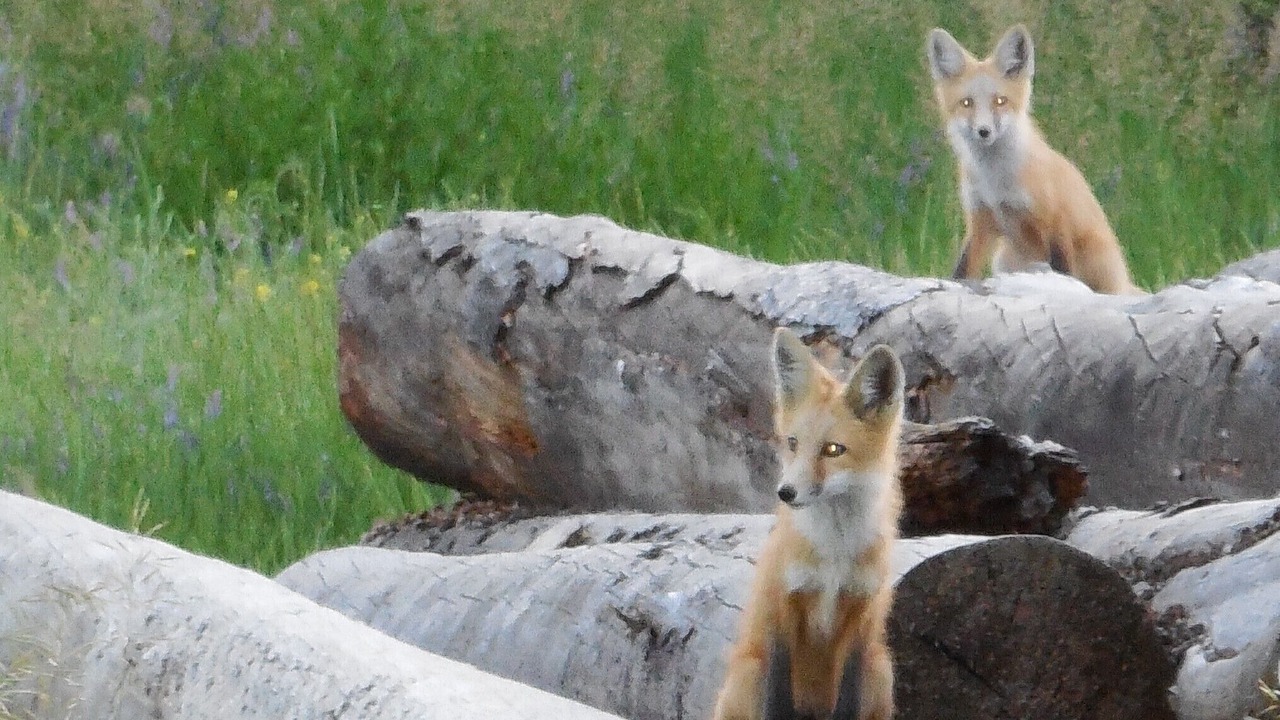 Photo of Others in Stevensville