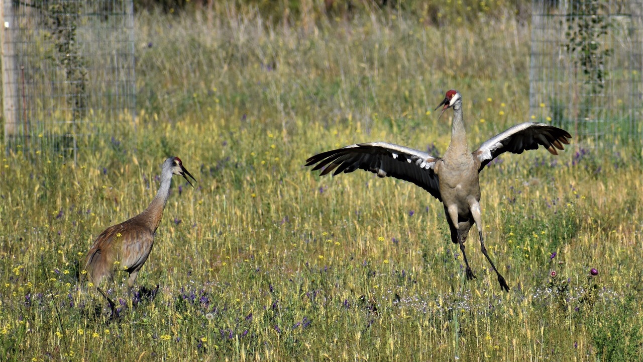 Photo of Others in Stevensville