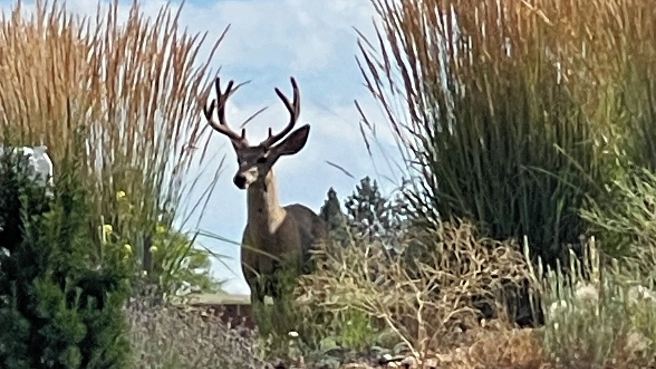 Photo of Others in Stevensville