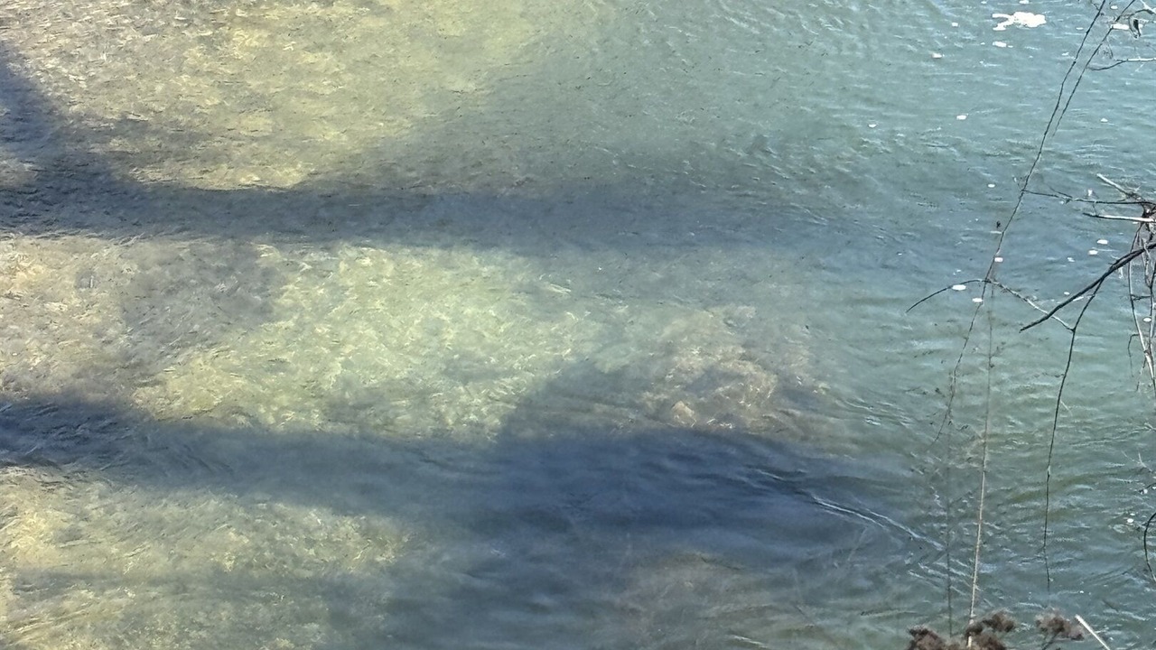 Photo of Others in Spring Branch