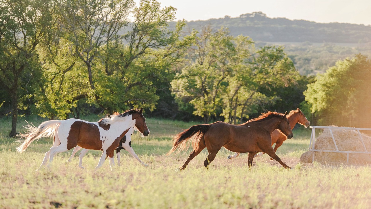 Photo of Others in Boerne