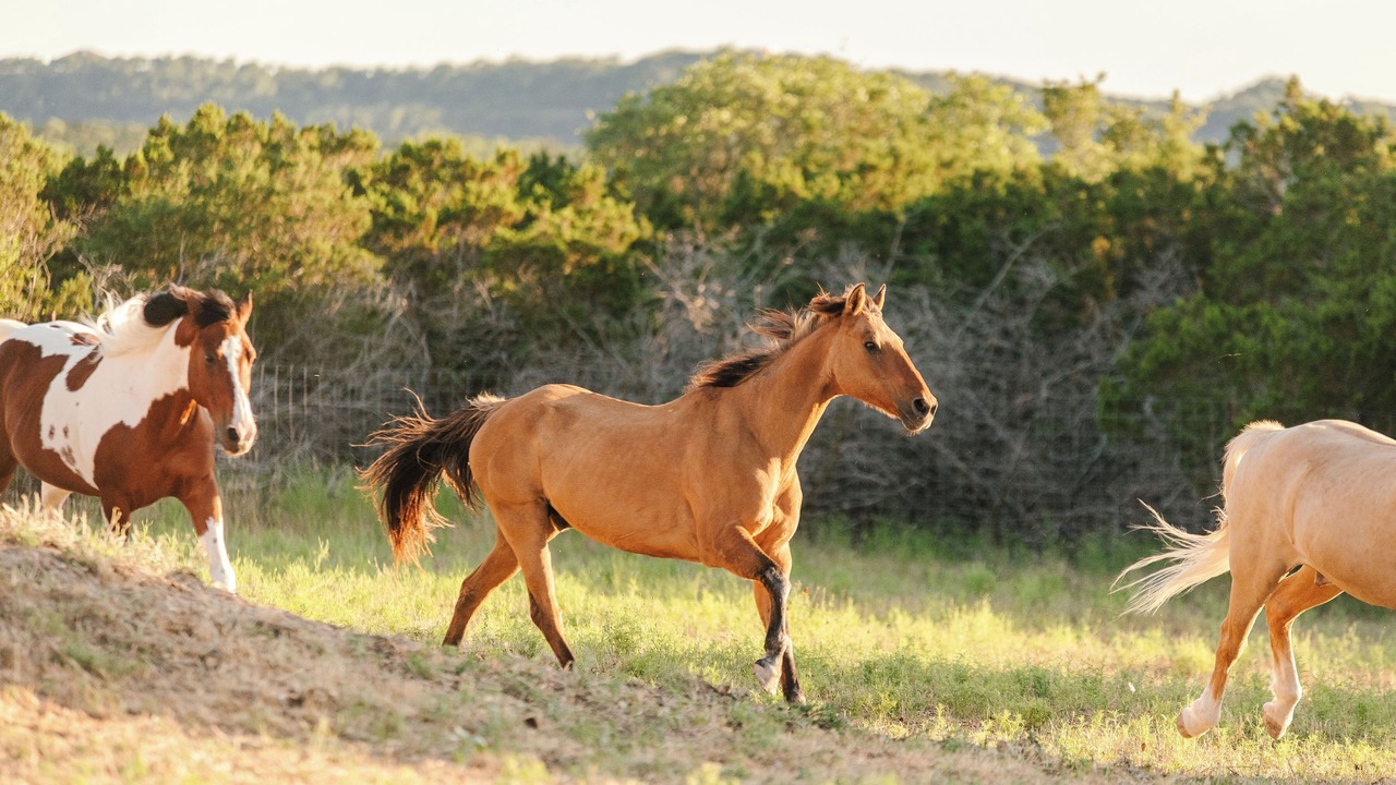 Photo of Others in Boerne