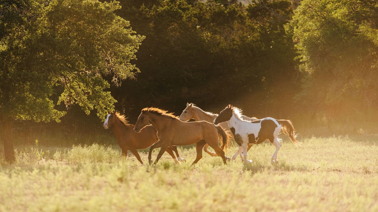 Photo of Others in Boerne