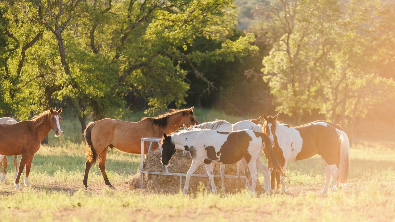 Photo of Others in Boerne
