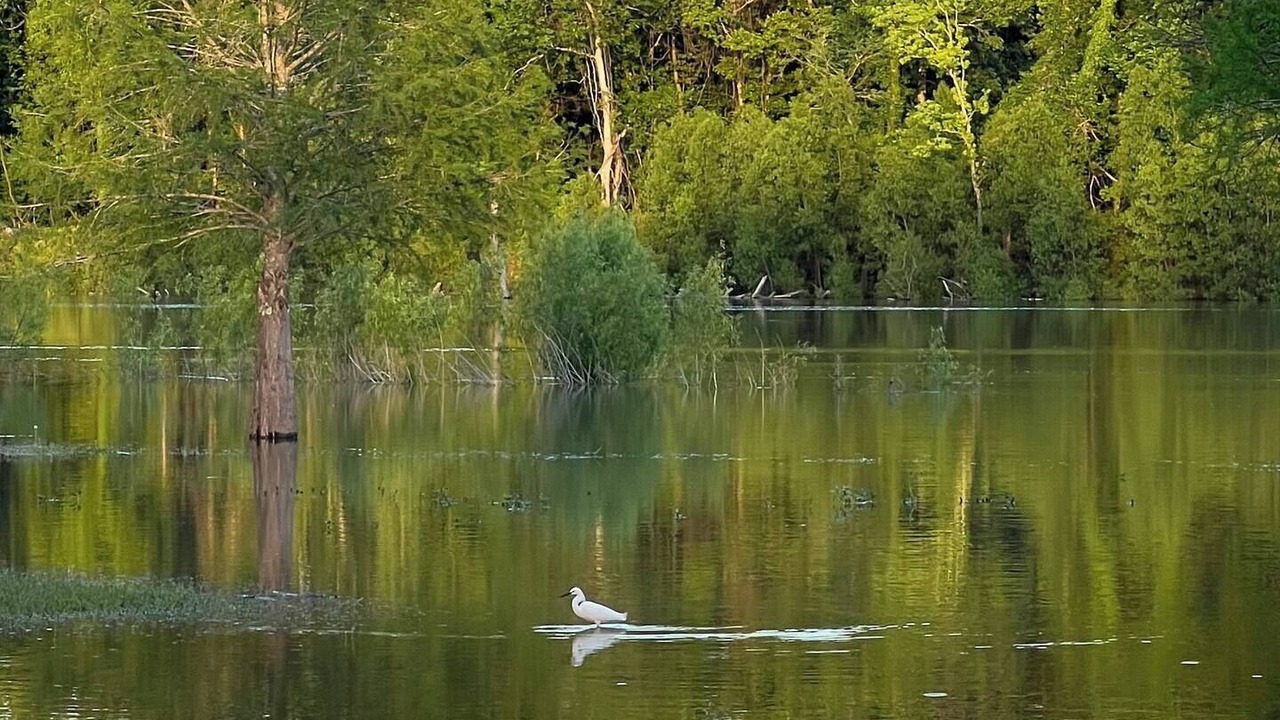 Photo of Others in Atchafalaya