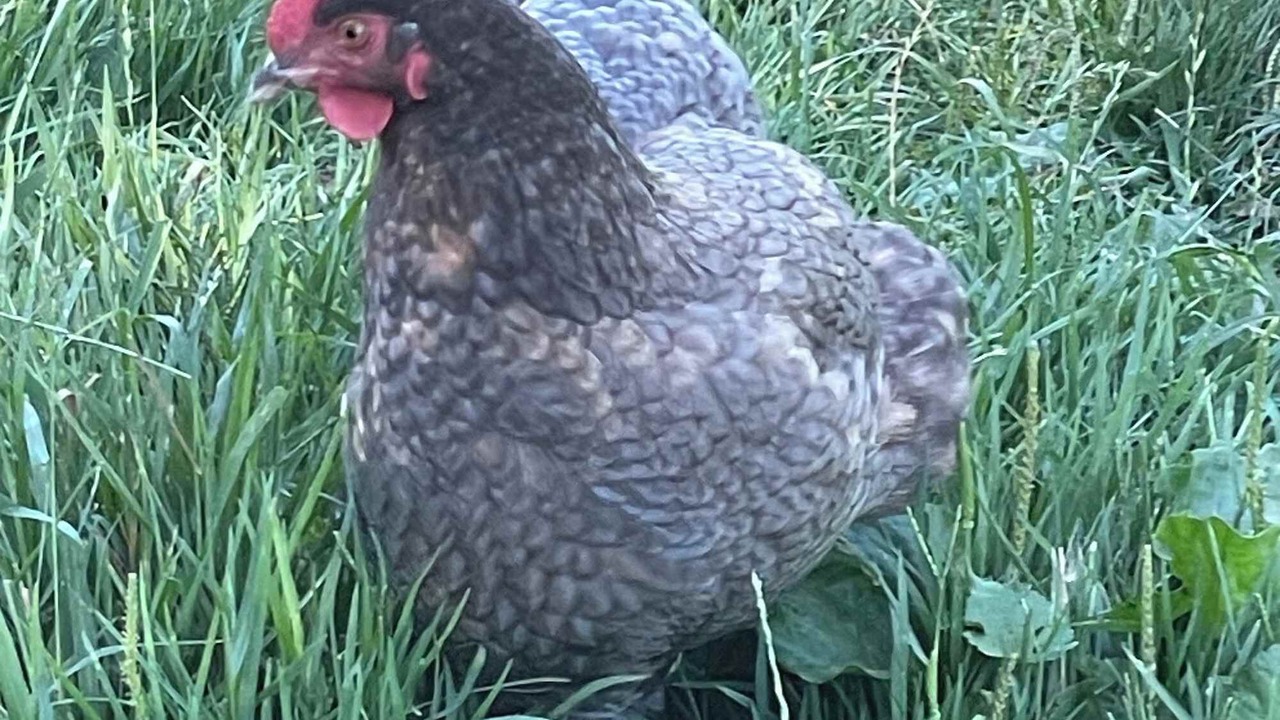 Photo of Others in Waihi