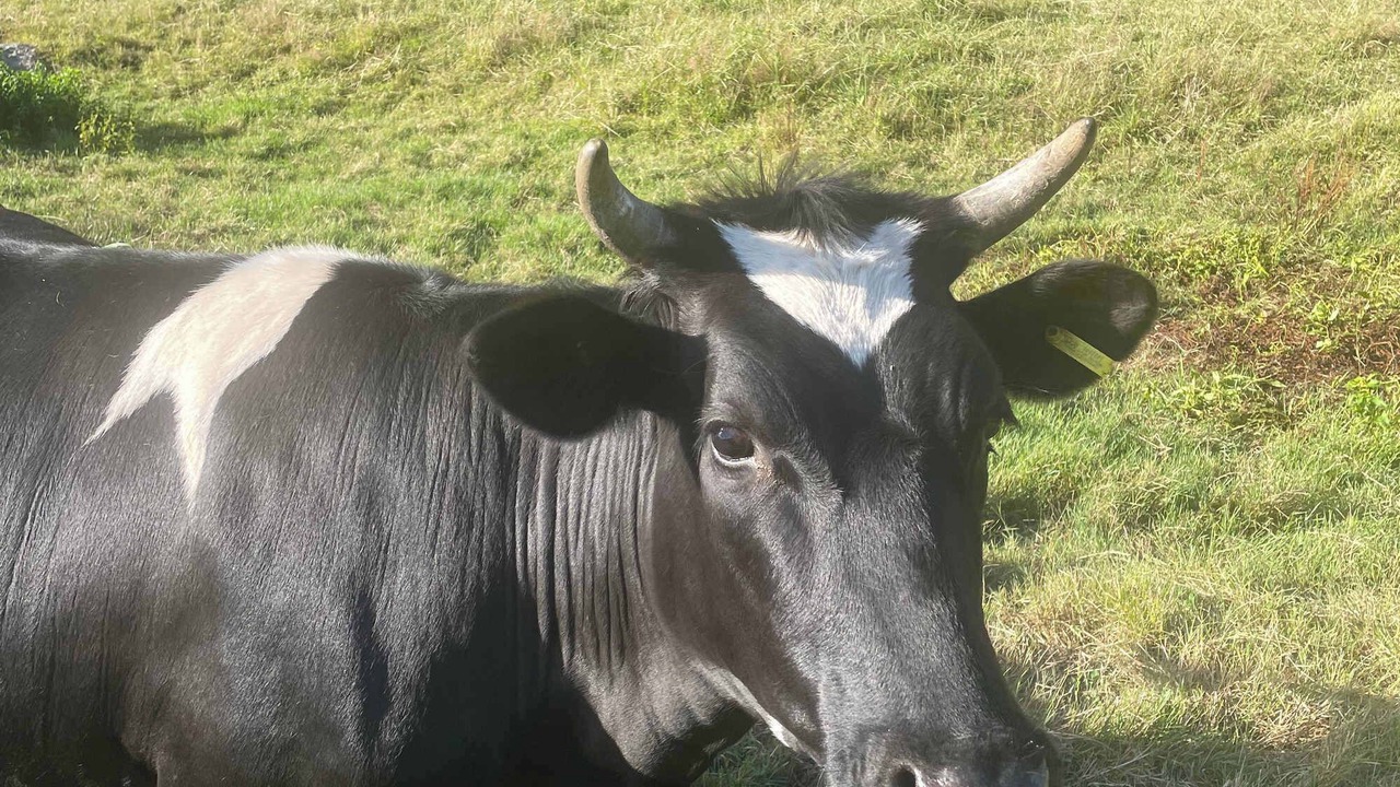 Photo of Others in Waihi