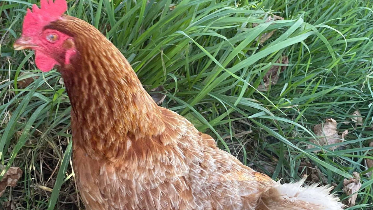 Photo of Others in Waihi