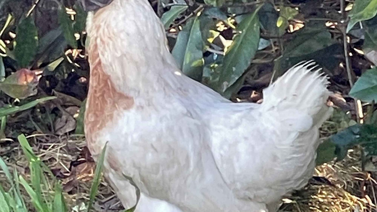 Photo of Others in Waihi