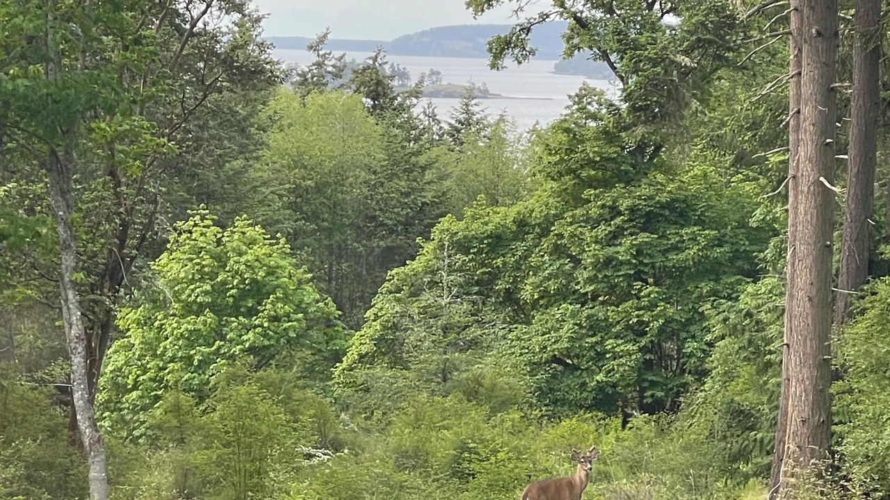 Photo of Others in Friday Harbor