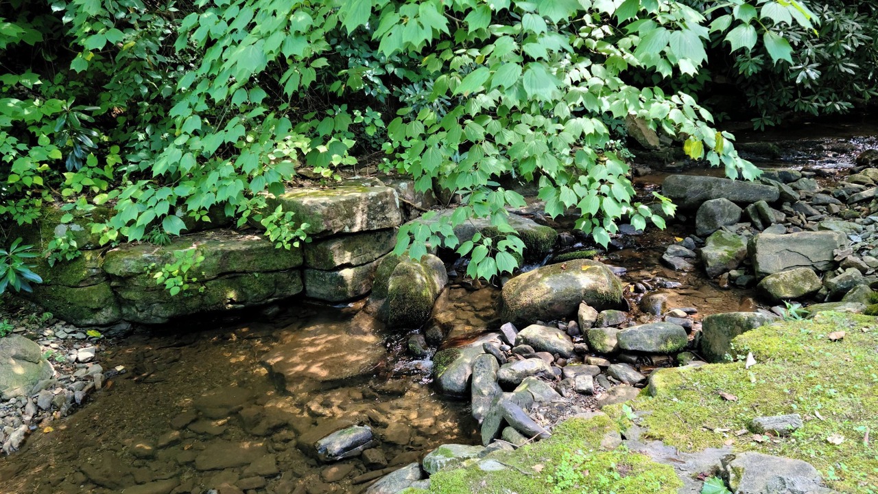 Photo of Others in Carson Springs
