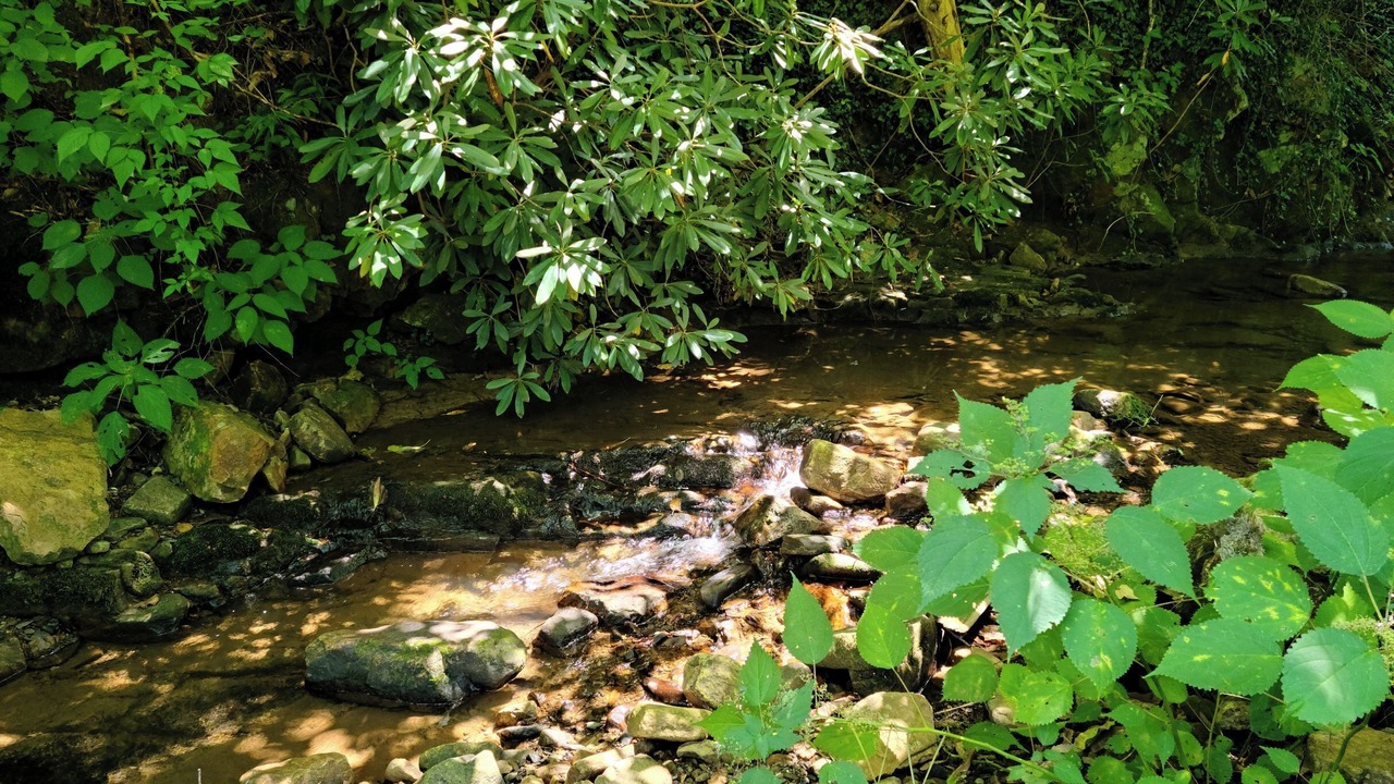 Photo of Others in Carson Springs