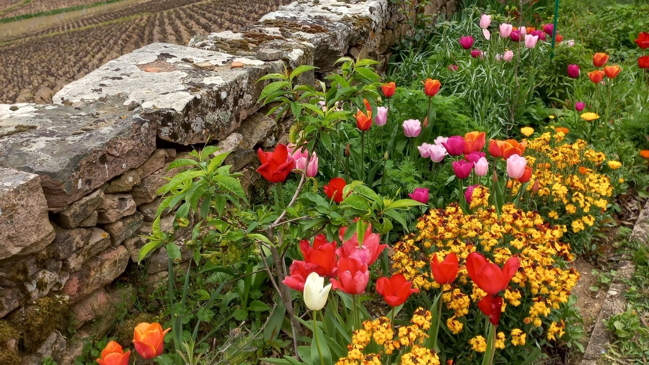 Photo of Outdoor in Julienas