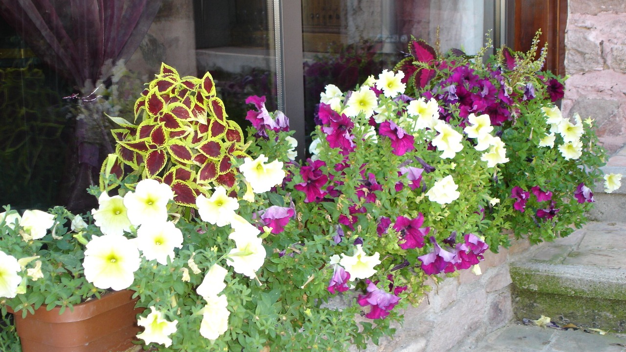 Photo of Outdoor in Julienas