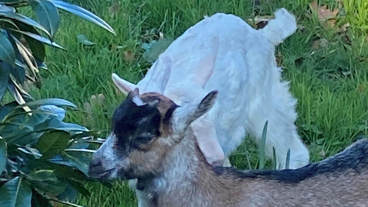 Photo of Others in Saint-Germain-les-Vergnes