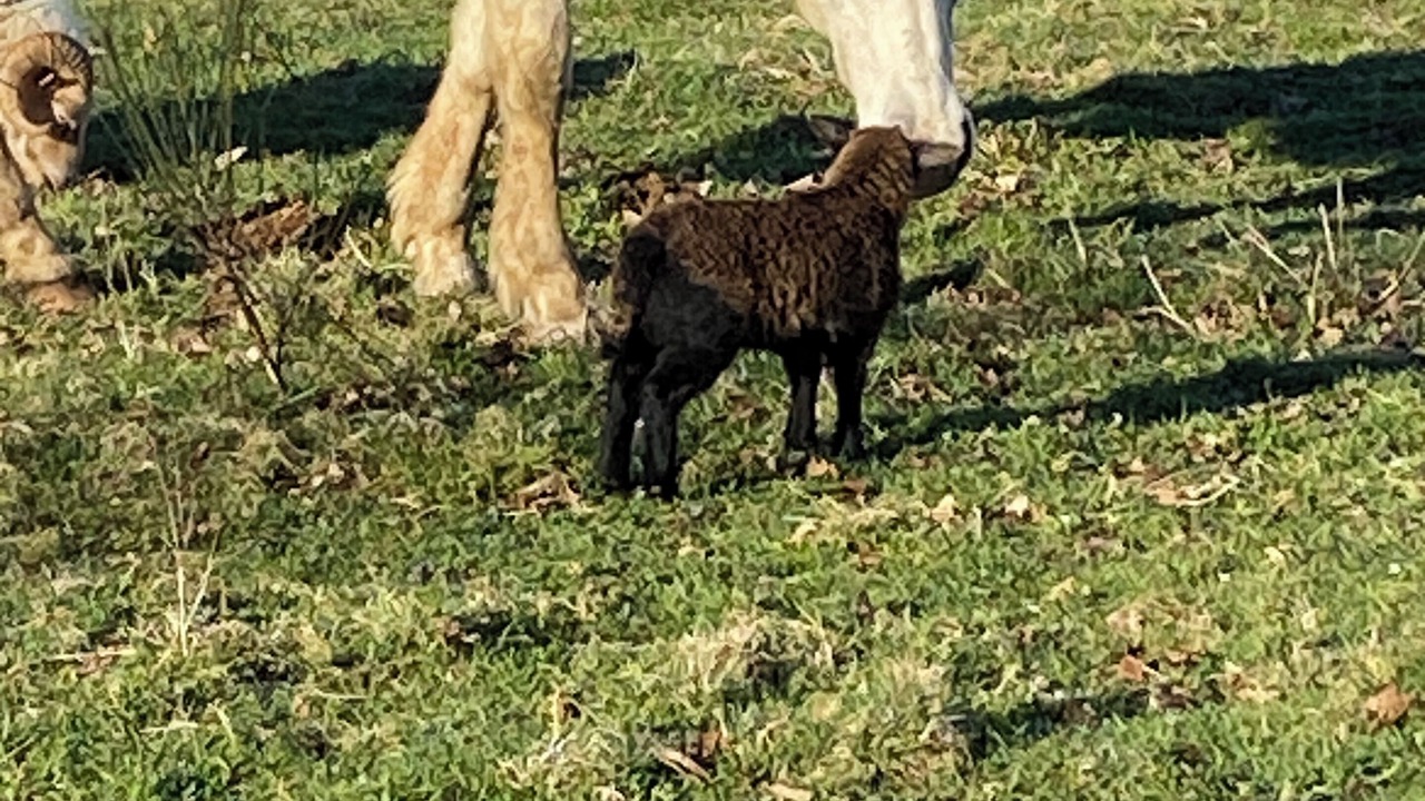 Photo of Others in Saint-Germain-les-Vergnes