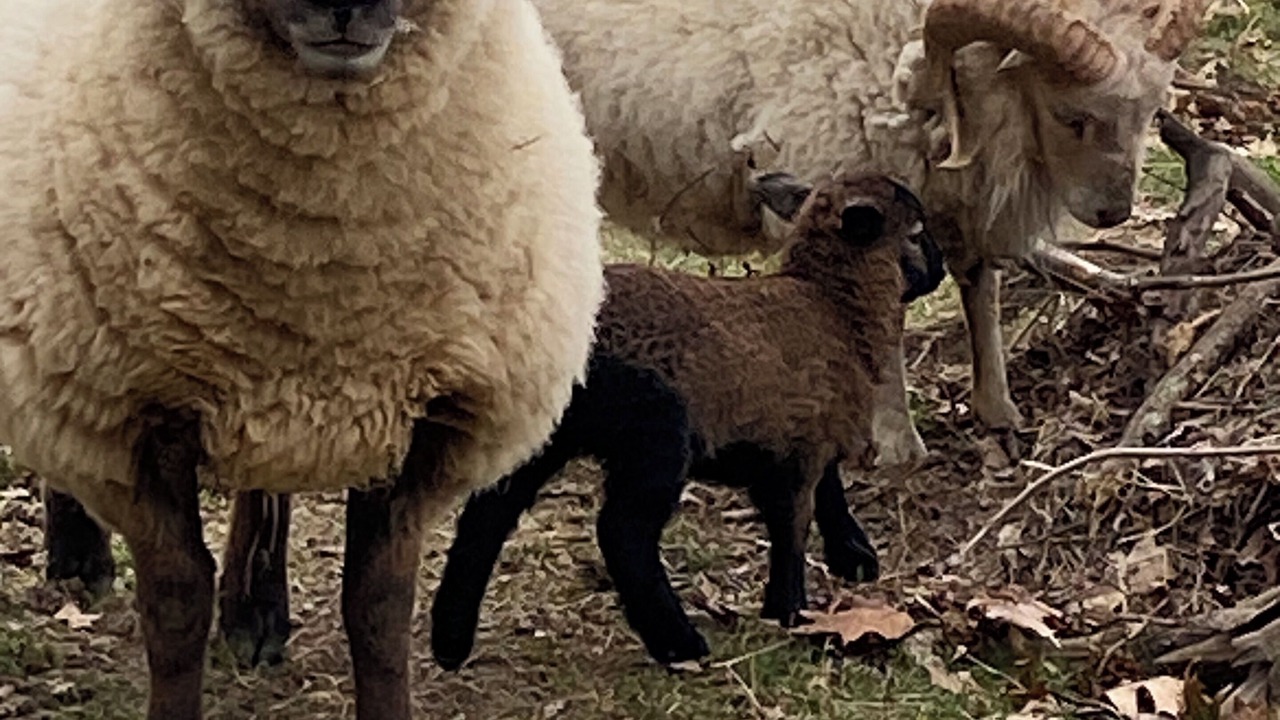 Photo of Others in Saint-Germain-les-Vergnes