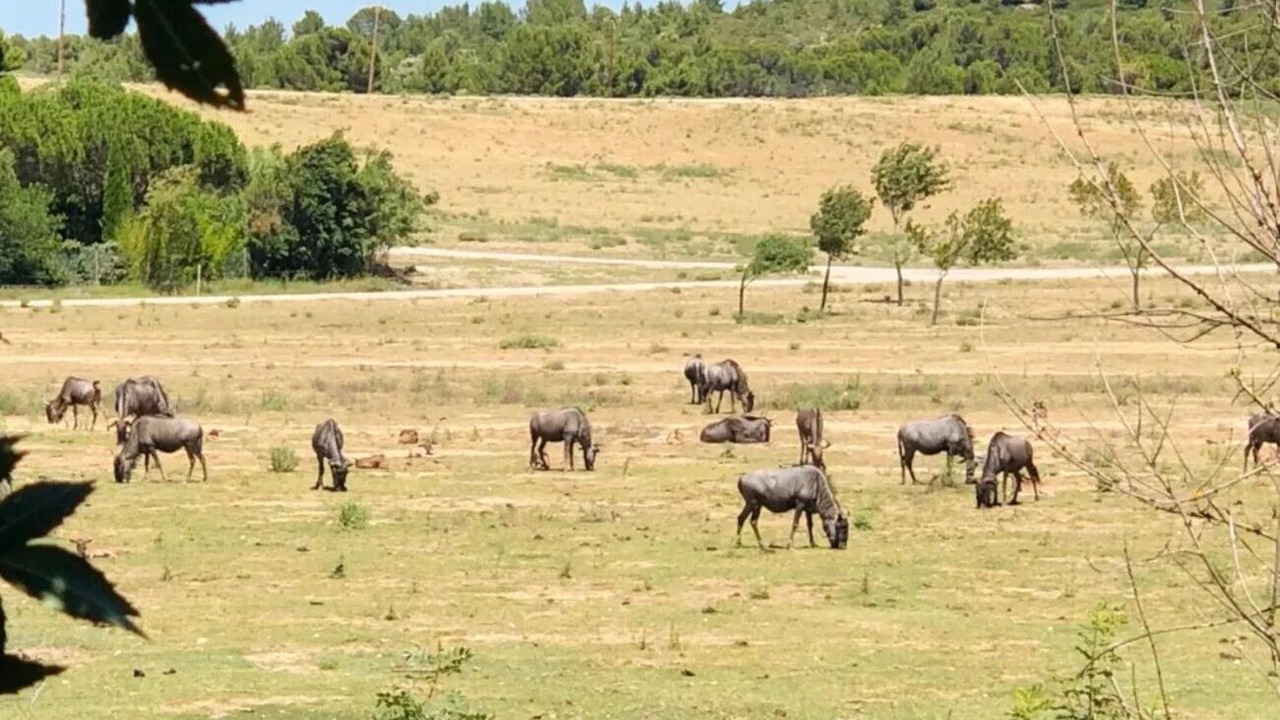 Photo of Others in Sigean