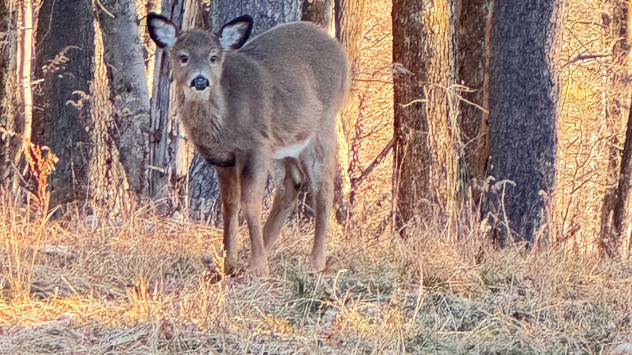 Photo of Others in High Falls