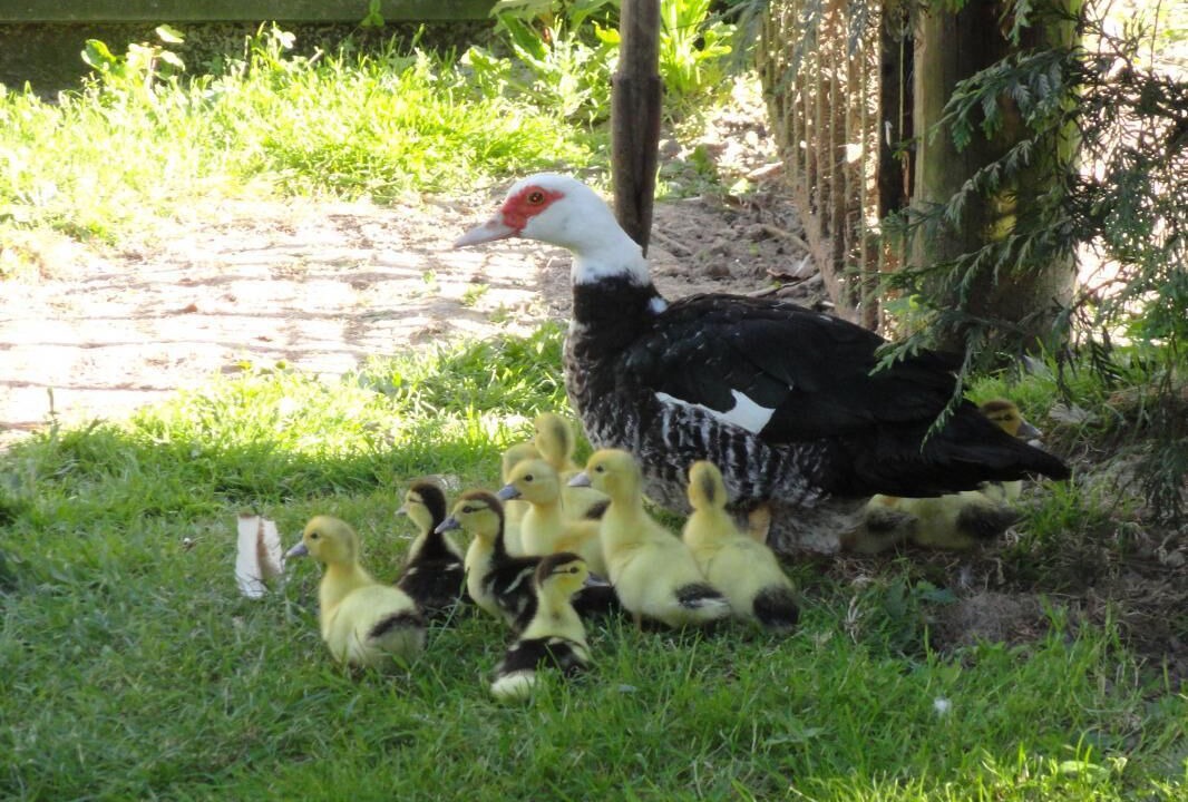 Photo of Others in Saint-Sauveur-d'Emalleville