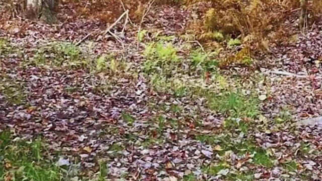 Photo of Others in Town of Colchester