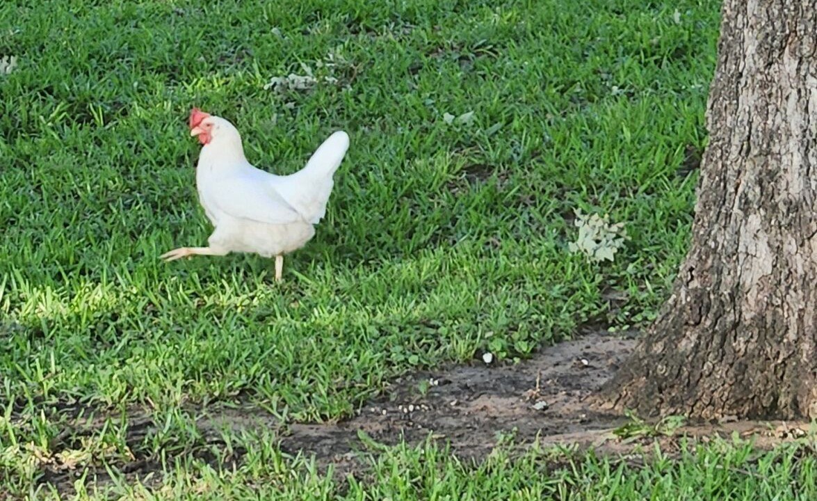 Photo of Others in Gainesville