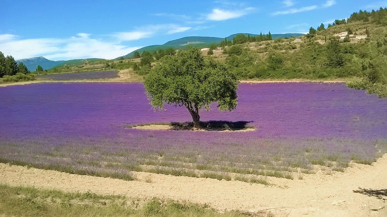 Photo of Others in Plaisians