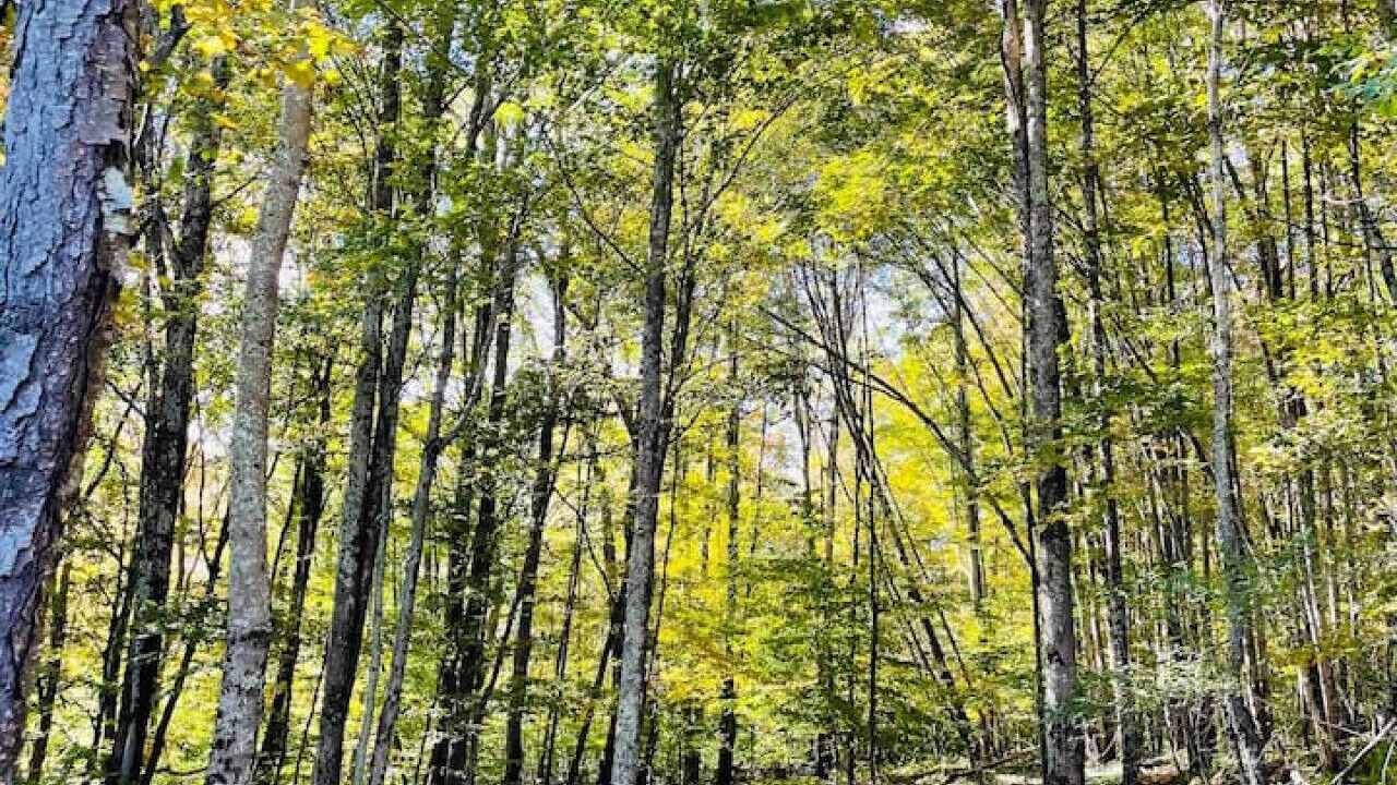 Photo of Others in New Kingston