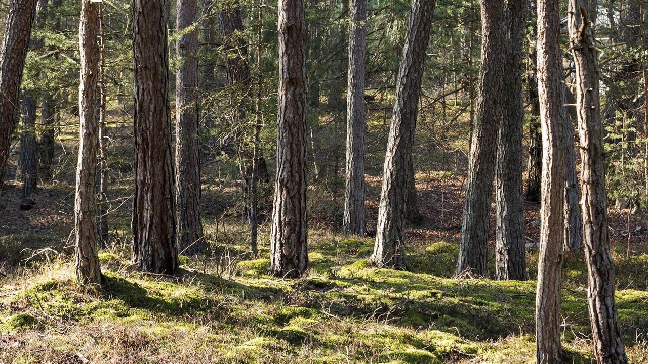 Photo of Others in Dueodde