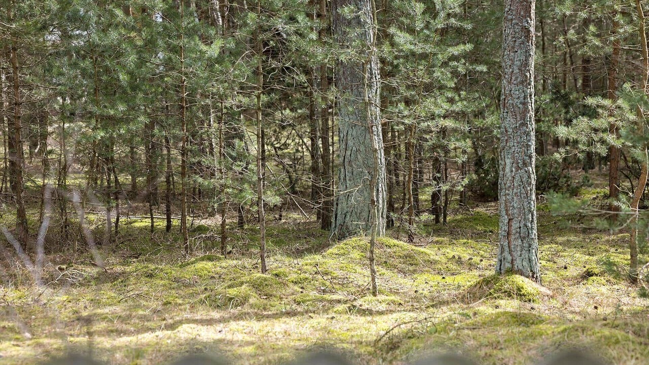 Photo of Others in Pedersker