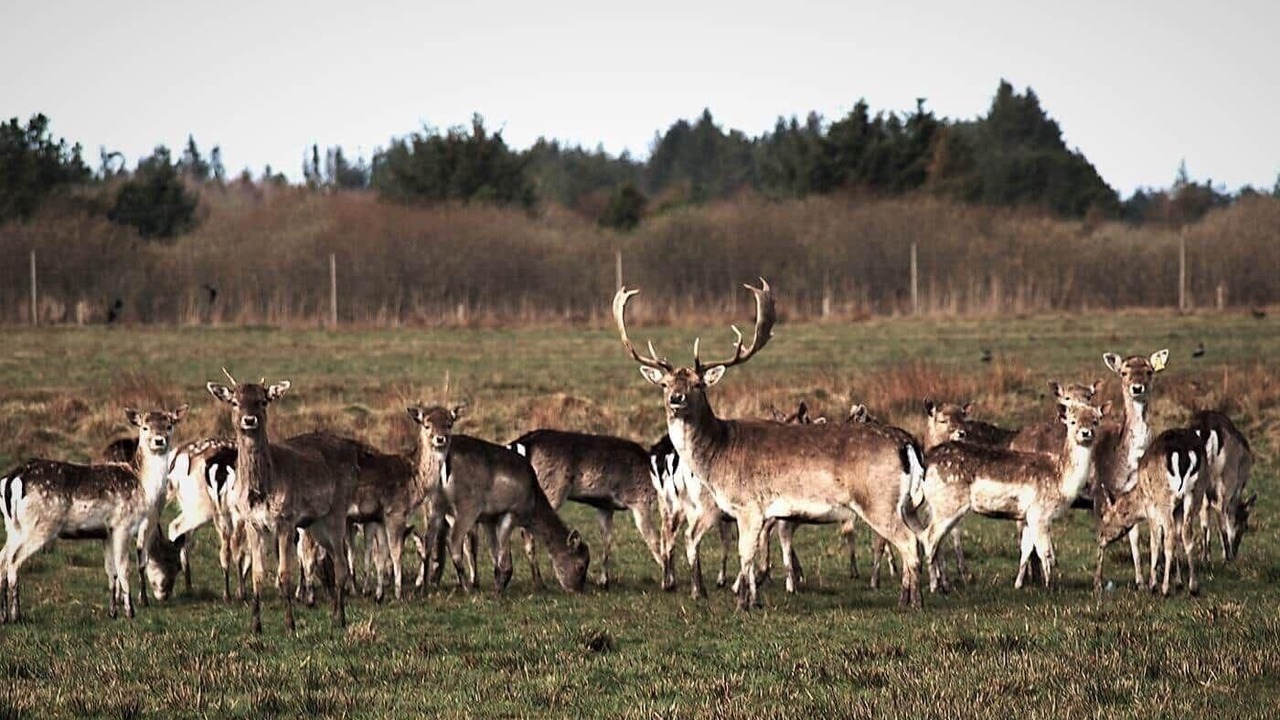 Photo of Others in Pandrup