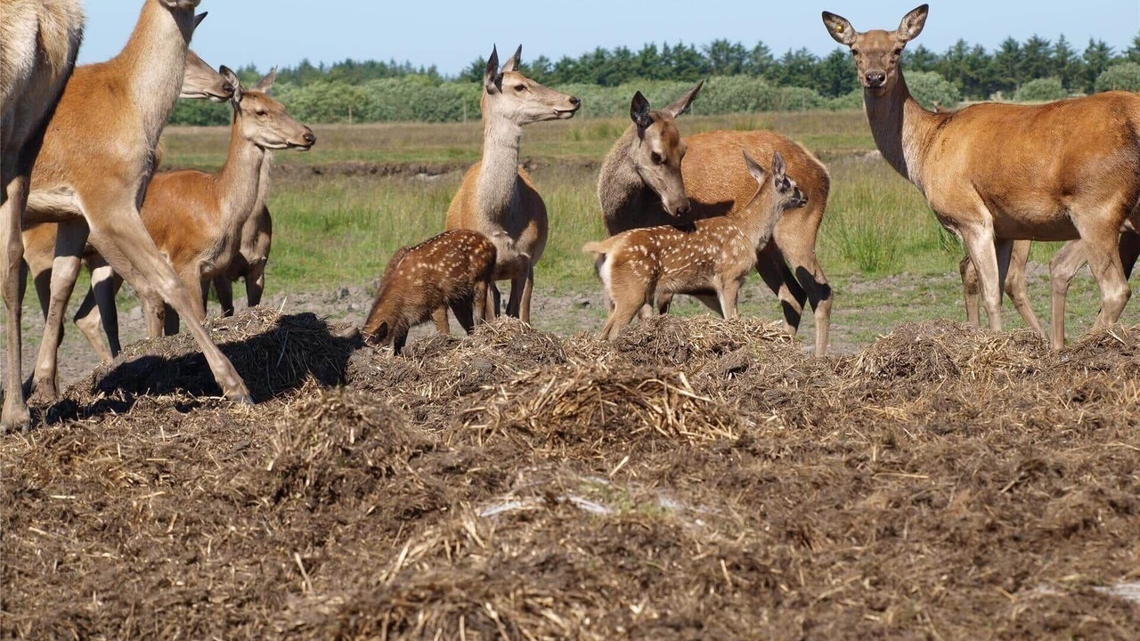 Photo of Others in Pandrup