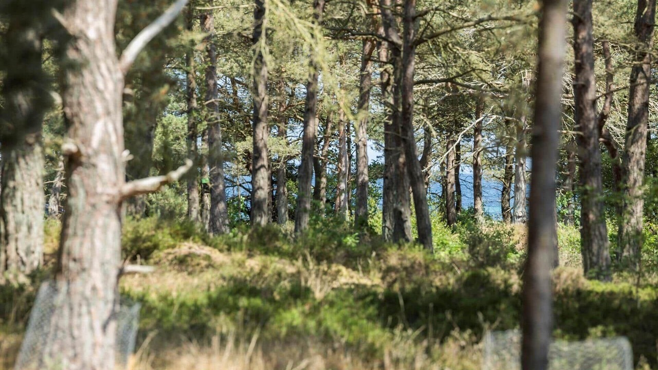 Photo of Others in Bedegaard
