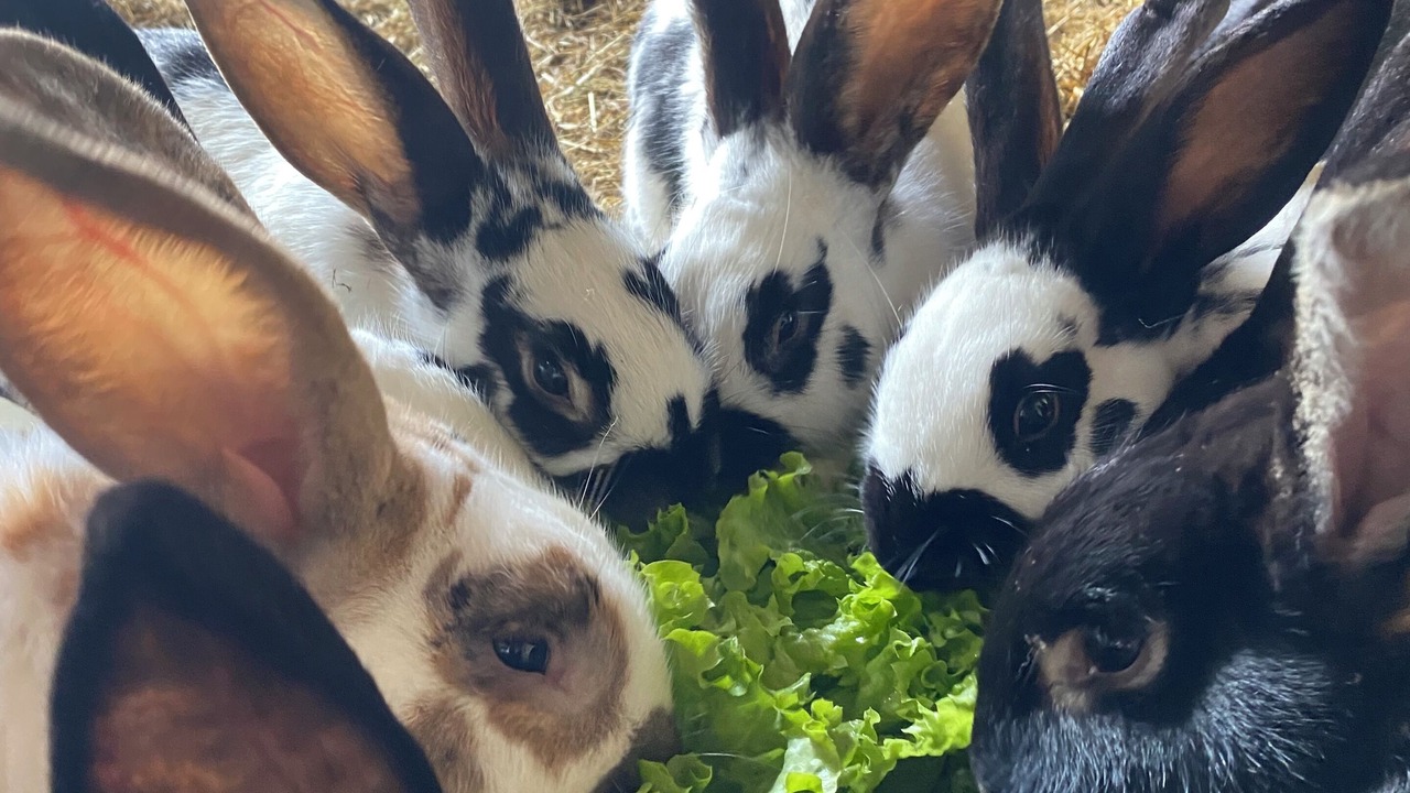 Photo of Others in Pre-en-Pail