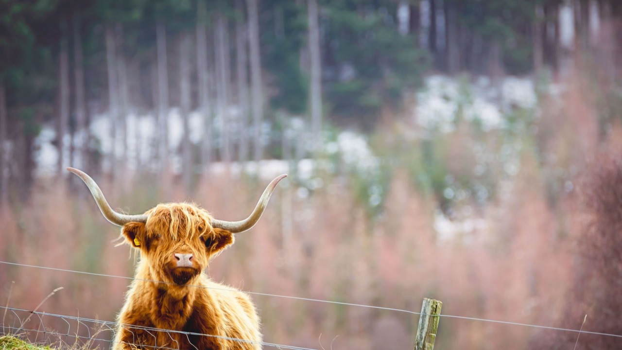 Photo of Others in Drumnadrochit