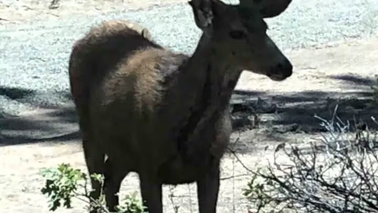 Photo of Others in Goldendale