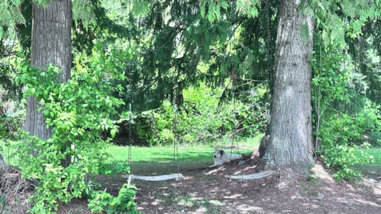 Photo of Outdoor in Sagle